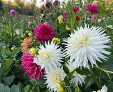 Load image into Gallery viewer, Van Isle Kenju Dahlia Tuber - VIKNJ