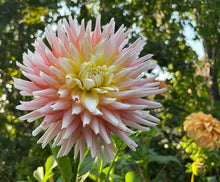 Load image into Gallery viewer, Van Isle Skipbo Dahlia Tuber - VISKB