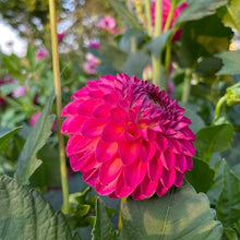 Load image into Gallery viewer, Van Isle Sangria Dahlia Tuber - VISNGR