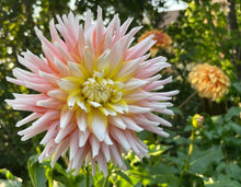 Load image into Gallery viewer, Van Isle Skipbo Dahlia Tuber - VISKB