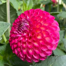 Load image into Gallery viewer, Van Isle Sangria Dahlia Tuber - VISNGR