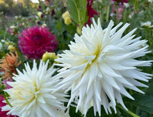 Load image into Gallery viewer, Van Isle Kenju Dahlia Tuber - VIKNJ