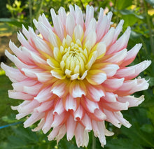Load image into Gallery viewer, Van Isle Skipbo Dahlia Tuber - VISKB