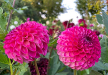 Load image into Gallery viewer, Van Isle Sangria Dahlia Tuber - VISNGR