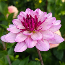 Load image into Gallery viewer, Lauren Michelle Dahlia Tuber - LRNM