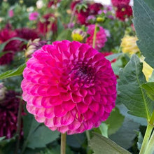 Load image into Gallery viewer, Van Isle Sangria Dahlia Tuber - VISNGR