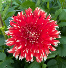 Load image into Gallery viewer, KA Peppercorn Dahlia Tuber - KAPP