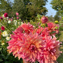 Load image into Gallery viewer, Belle of Barmera Dahlia Tuber - BELBM