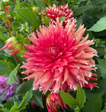 Load image into Gallery viewer, KA Peppercorn Dahlia Tuber - KAPP