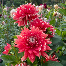 Load image into Gallery viewer, KA Peppercorn Dahlia Tuber - KAPP