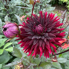 Load image into Gallery viewer, Black Jack Dahlia Tuber - BLJK