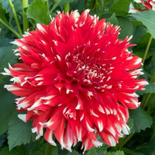 Load image into Gallery viewer, KA Peppercorn Dahlia Tuber - KAPP
