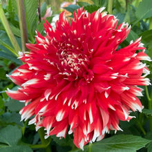 Load image into Gallery viewer, KA Peppercorn Dahlia Tuber - KAPP