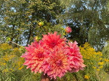 Load image into Gallery viewer, Belle of Barmera Dahlia Tuber - BELBM