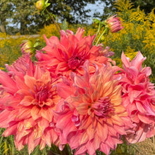 Load image into Gallery viewer, Belle of Barmera Dahlia Tuber - BELBM