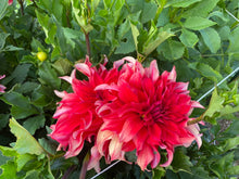 Load image into Gallery viewer, Red Labyrinth Dahlia Tuber
