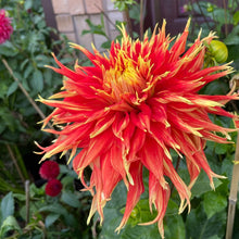 Load image into Gallery viewer, Show 'N Tell Dahlia Tuber - SHTL