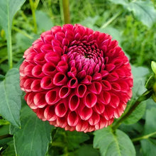 Load image into Gallery viewer, Copper Boy Dahlia Tuber - CPBY