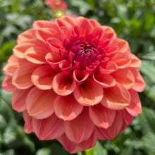 Load image into Gallery viewer, Ice Tea Dahlia Tuber - ICT