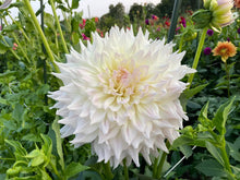 Load image into Gallery viewer, KA Cloud Dahlia Tuber - KACL