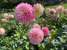 Load image into Gallery viewer, Coralie Dahlia Tuber - CRLI