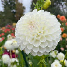 Load image into Gallery viewer, Ryecroft Dave's Choice Dahlia Tuber - RCDV (5 Pack)