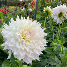 Load image into Gallery viewer, KA Cloud Dahlia Tuber - KACL