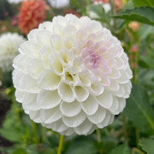 Load image into Gallery viewer, Ryecroft Dave's Choice Dahlia Tuber - RCDV (5 Pack)