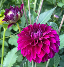 Load image into Gallery viewer, Van Isle Royale Dahlia Tuber - VIRYL