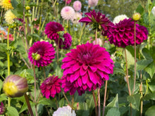 Load image into Gallery viewer, Van Isle Royale Dahlia Tuber - VIRYL