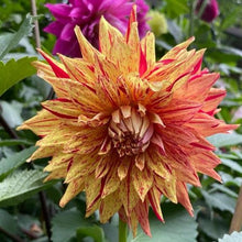 Load image into Gallery viewer, Cable Bay Bonfire Dahlia Tuber - CBBF