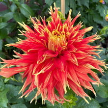 Load image into Gallery viewer, Show 'N Tell Dahlia Tuber - SHTL