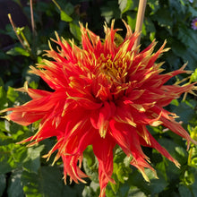 Load image into Gallery viewer, Show 'N Tell Dahlia Tuber - SHTL