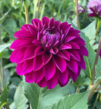 Load image into Gallery viewer, Van Isle Royale Dahlia Tuber - VIRYL