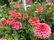 Load image into Gallery viewer, Ice Tea Dahlia Tuber - ICT