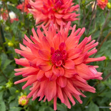 Load image into Gallery viewer, Ferncliff Tropics Dahlia Tuber - FTRP