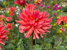 Load image into Gallery viewer, Ferncliff Tropics Dahlia Tuber - FTRP