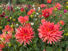 Load image into Gallery viewer, Ferncliff Tropics Dahlia Tuber - FTRP