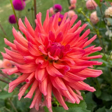 Load image into Gallery viewer, Ferncliff Tropics Dahlia Tuber - FTRP