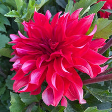 Load image into Gallery viewer, Red Labyrinth Dahlia Tuber