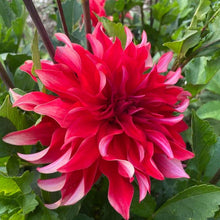 Load image into Gallery viewer, Red Labyrinth Dahlia Tuber