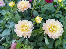 Load image into Gallery viewer, Daydreamer Dahlia Tuber - DDR