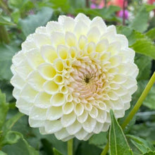 Load image into Gallery viewer, Cream Diane Dahlia Tuber - CRMDN