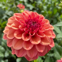 Load image into Gallery viewer, Ice Tea Dahlia Tuber - ICT