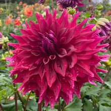 Load image into Gallery viewer, Zorro Dahlia Tuber - ZRO