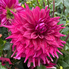 Load image into Gallery viewer, Zorro Dahlia Tuber - ZRO