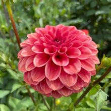 Load image into Gallery viewer, Ice Tea Dahlia Tuber - ICT