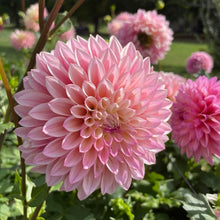 Load image into Gallery viewer, Coralie Dahlia Tuber - CRLI