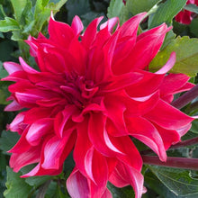 Load image into Gallery viewer, Red Labyrinth Dahlia Tuber