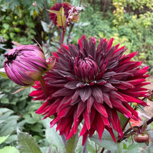 Load image into Gallery viewer, Black Jack Dahlia Tuber - BLJK